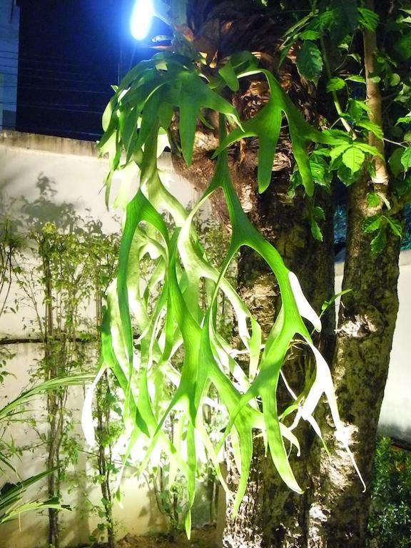 Green House Phuket Pa Khlok Luaran gambar