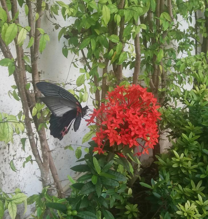 Green House Phuket Pa Khlok Luaran gambar